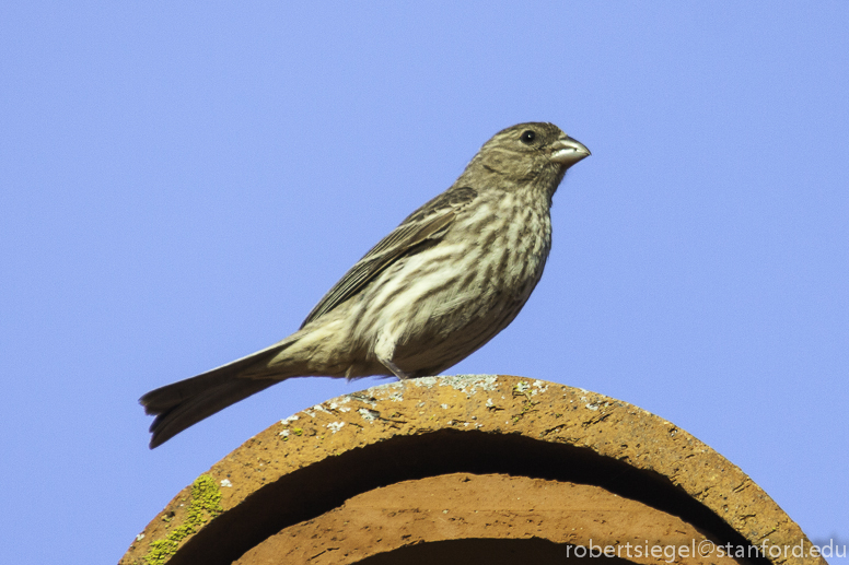 demale hosue finch